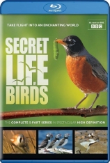 鸟类秘闻 第一季 鸟类的秘密生活 | Secret Life of Birds 