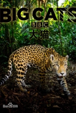 BBC 大猫：终极猎食者 Null