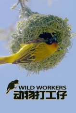 动物打工仔 第一季 Wild Workers