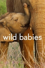 野生动物宝宝 第一季 Wild Babies Season
