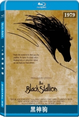 黑神驹 The Black Stallion |  沙漠黑驹 