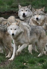 PBS大自然之受核辐射的狼群 Nature,Radioactive Wolves