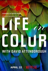 BBC 生命之色 4K Life in Color | 自然本色